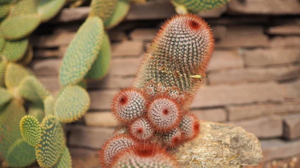 Červené Zelí Ira Mamilárie Spinosissima Cactaceae Mexiko Stock Fotografie