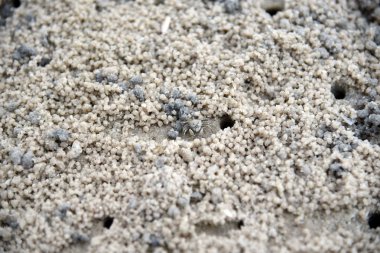 Sahilde kum topları yapma yengeç. Hayalet yengeç. Kum yengeç.