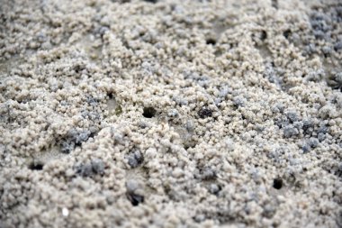 Sahilde kum topları yapma yengeç. Hayalet yengeç. Kum yengeç.