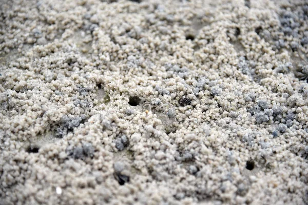 Sahilde kum topları yapma yengeç. Hayalet yengeç. Kum yengeç.