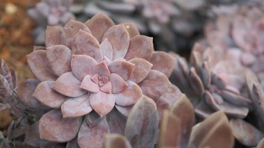 Graptopetalum pentandrum superbum rozet rozet. Menekşe Graptopetalum çiçek.