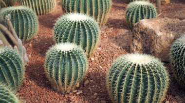 Altın varil kaktüs veya botanik bahçesinde Echinocactus grusonii. Bir yuvarlak yeşil cactaceae dikenli, yakın çekim. (Echinocactus grusonii Hildm)