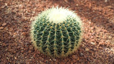 Altın varil kaktüs veya botanik bahçesinde Echinocactus grusonii. Bir yuvarlak yeşil cactaceae dikenli, yakın çekim. (Echinocactus grusonii Hildm)