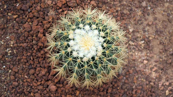 Gyllene Fat Cactus Eller Echinocactus Kudde Botaniska Trädgården Närbild Rund — Stockfoto