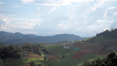 Çay adım alan ve dağ manzaralı. Teras kırpma.