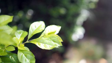Taze yeşil ağaç yaprağına yaz bahçesinde bulunan güneş ışınlarının arka plan bulanık. Yakın çekim doğa web tasarım veya duvar kağıdı olarak kullanılmak üzere alan bırakır