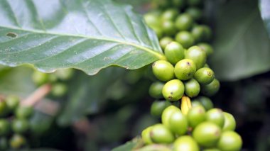 Kahve tarlasında kahve çekirdekli kahve ağacı. Henüz pişmemiş kahve depolanamıyor.
