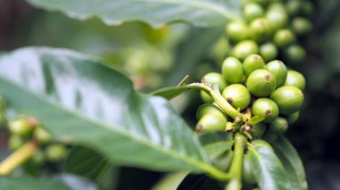 Kahve tarlasında kahve çekirdekli kahve ağacı. Henüz pişmemiş kahve depolanamıyor.