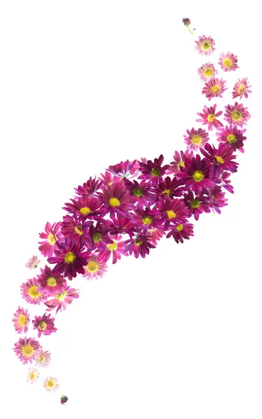 挥舞着紫色的小雏菊的微风 每个单独工作室拍摄 并在绝对白色隔离 — 图库照片#