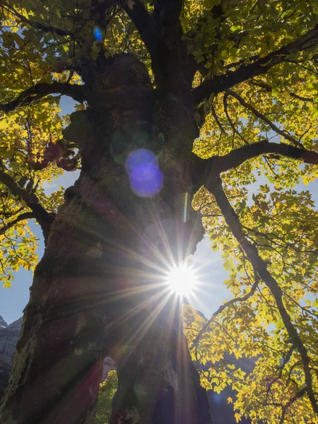 Vecchio Acero Autunno Ricoperto Muschio Buco Nel Fusto Nella Zona — Foto Stock