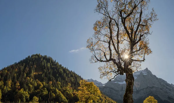 Árbol Arce Otoño Gran Ahornboden Las Montañas Karlwendel Austria — Foto de Stock