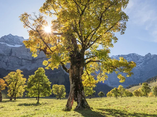 オレンジ色から黄色へと太陽の光を通して秋の色の変化を持つ数百年前の裸 オーストリアのグレート アホーンボーデンで — ストック写真