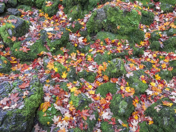 Scattered Maple Leaves Autumn Color Range Complementery Contrast Moss Stones — Stock Photo, Image