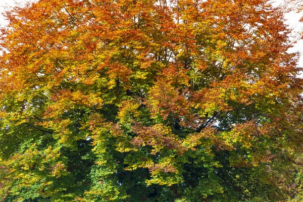Splendour Autumn Colors Gradient Large Tree Crown Spectrum Green Red — Stock Photo, Image
