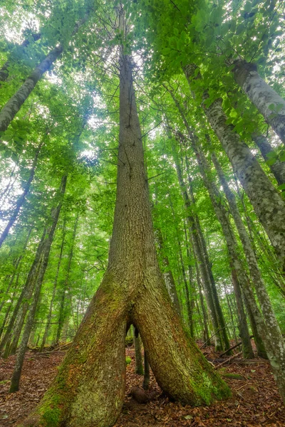 Abete Nudo Nella Foresta Bavarese Hans Watzlik Hain Germania Meridionale — Foto Stock