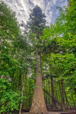 6.8 metre genişliği ve 53 metre yüksekliğiyle Almanya 'nın en uzun Gümüş Firs' lerinden biri olan 500-700 yaşındaki Waldhaustanne, Bavyera Ormanı 'ndaki en güçlü ağaçtır.
