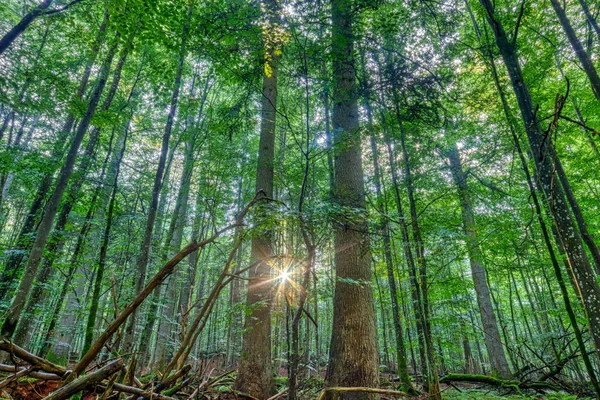 Lever Soleil Calme Dans Forêt Primitive Mittelsteighuette Une Zone Arbres — Photo