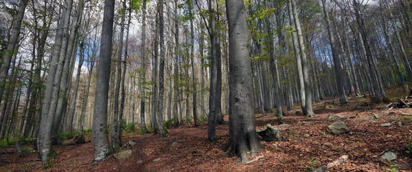 Beech forest at the Great Rachel in the Bavarian Forest, South Germany
