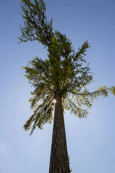 Peace Larch Albero Storico Nella Città Laufen Germania Meridionale Piantato — Foto Stock