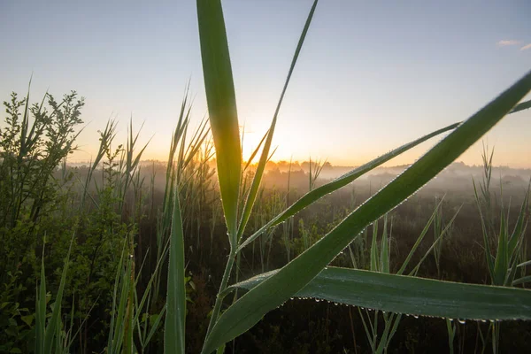 Morgentau Schönramer Filzmoor Oberbayern Süddeutschland — Stockfoto