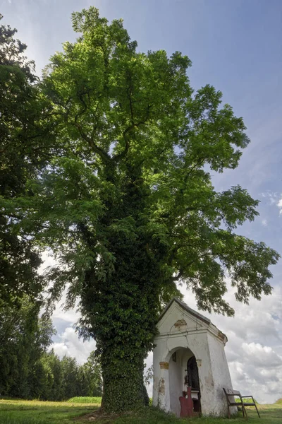 Czarne Drzewo Szarańczy Małą Kaplicą Franking Górna Austria — Zdjęcie stockowe