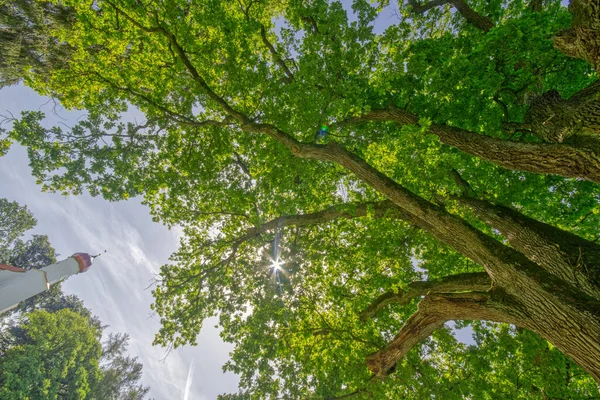 Quercia Vecchia Presso Cappella San Michele Vicino Ebersberg Baviera Germania — Foto Stock