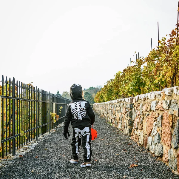 back view of girl wearing skeleton costume on Halloween walking with pumpkin Jack O Lantern basket outdoors
