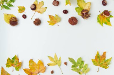 Merhaba Eylül. Beyaz arkaplanda yaprakları ve kestaneleri olan sonbahar arkaplanı.