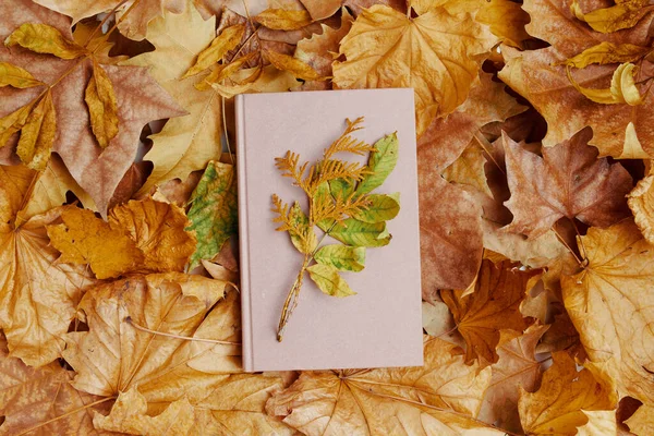 Ciao Settembre Autunno Sfondo Con Foglie Libro — Foto Stock