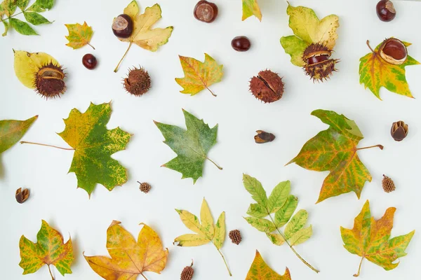 秋天的背景 叶子和栗子 白色背景 — 图库照片