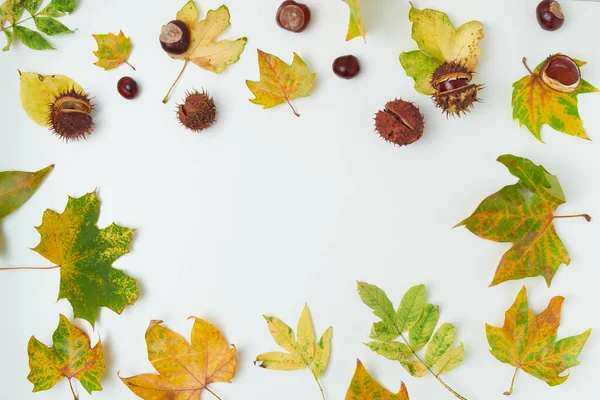 Ciao Ottobre Fondo Autunnale Con Foglie Castagne Sfondo Bianco — Foto Stock