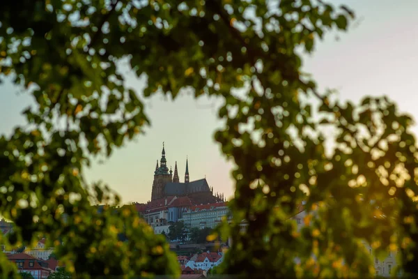 Landskap Prag Tjeckien Med Vitus Cathedral Genom Bladverket Solig Dag — Stockfoto