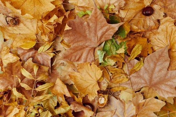 秋天的落叶背景 — 图库照片