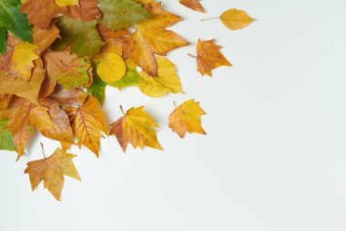 Merhaba Eylül. Sonbahar düzlüğü beyaz arkaplanda yapraklarla yatıyordu.