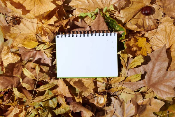 Olá Setembro Outono Flat Lay Com Folhas Caderno — Fotografia de Stock