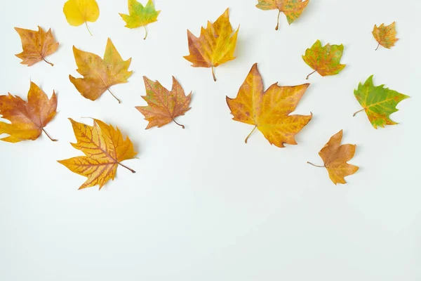 秋天的平坦地 叶白色背景 — 图库照片