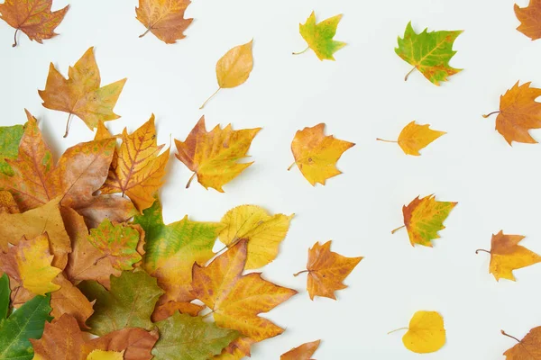 Hejsan Oktober Höst Bakgrund Med Löv Vit Bakgrund — Stockfoto