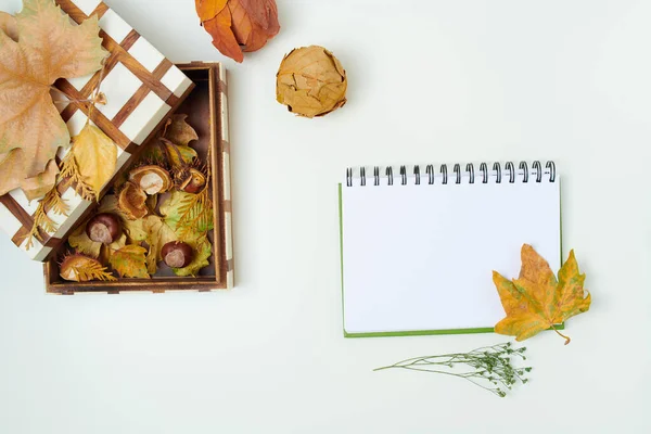 Hello october. autumn flat lay with leaves, chestnuts, box and notebook on white background.