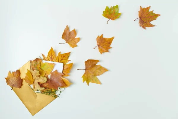 秋天的背景 有信封和白色背景的叶子 — 图库照片