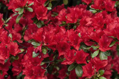 red blossoming azaleas background clipart