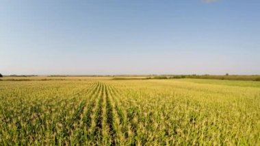 Hava manzara yavaş hareket sola, yan görünüm alanının mısır bitkileri. 4 k'dan fazla kaydedildi.