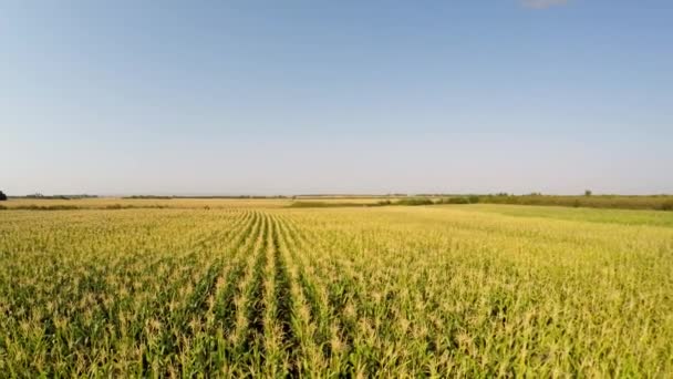 Paisagem Aérea Culturas Milho Movendo Lentamente Para Esquerda Vista Lateral — Vídeo de Stock