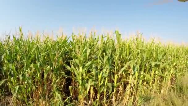 Aerial Landscape Corn Crops Slowly Advancing Right Side View Field — Stock Video
