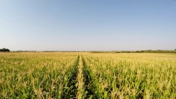 玉米的空中景观慢慢向前推进玉米线上方 前景色 记录在4K — 图库视频影像