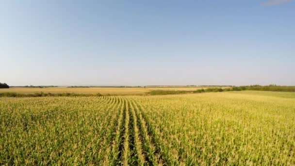 Légi Táj Kukorica Növények Lassan Növekvő Állandó Elülső Kilátás Rögzített — Stock videók