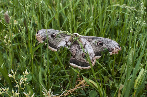 Saturnia Pyri Vrouwelijke Reus Klaverblaadje Met Gewonde Vleugel Groen Gras — Stockfoto