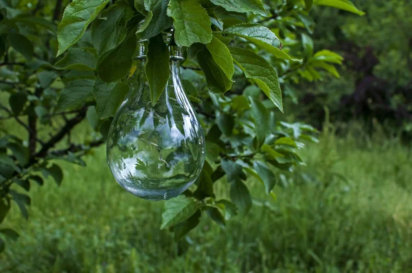 Ampoule Solaire Suspendue Branche Arbre Dans Jardin Maison Verte — Photo
