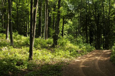 Ormanda manzara ile derin yeşil orman yolu