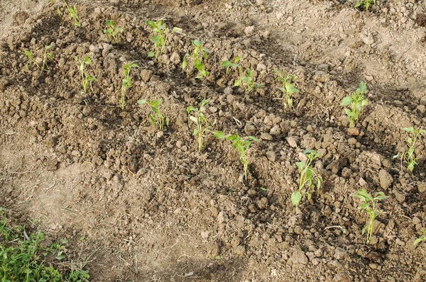 Gemüsebeet Mit Paprikaaussaat Bäuerlichen Ackerboden — Stockfoto