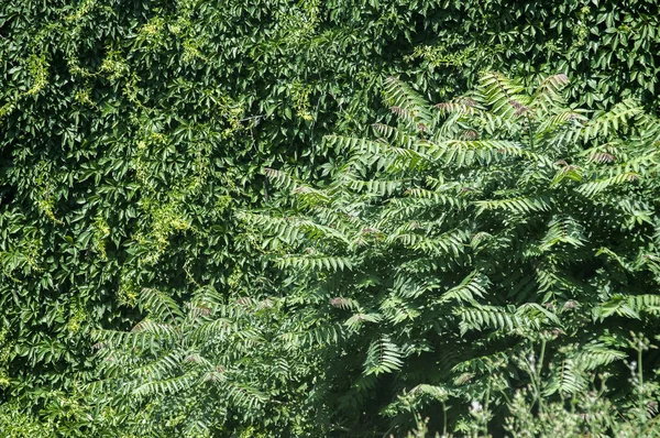 Parede Crescida Com Vegetação Verde Parque Como Fundo Natural — Fotografia de Stock